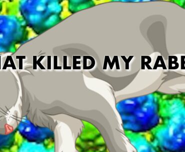 What's Killing My Rabbits  ( What a Dreadful Week )  Raising Rabbits for Meat