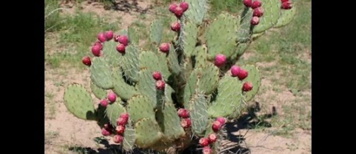 The great benifits of prickly pears