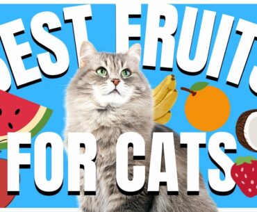 Cats 101 : Best Fruits for Cats