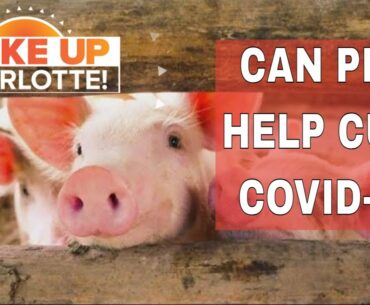 Stanford scientists: Why pigs could help find a cure for COVID-19