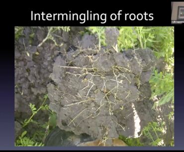 Soil Health as the Foundation of Wellness: Dr. Jill Clapperton (3/3)