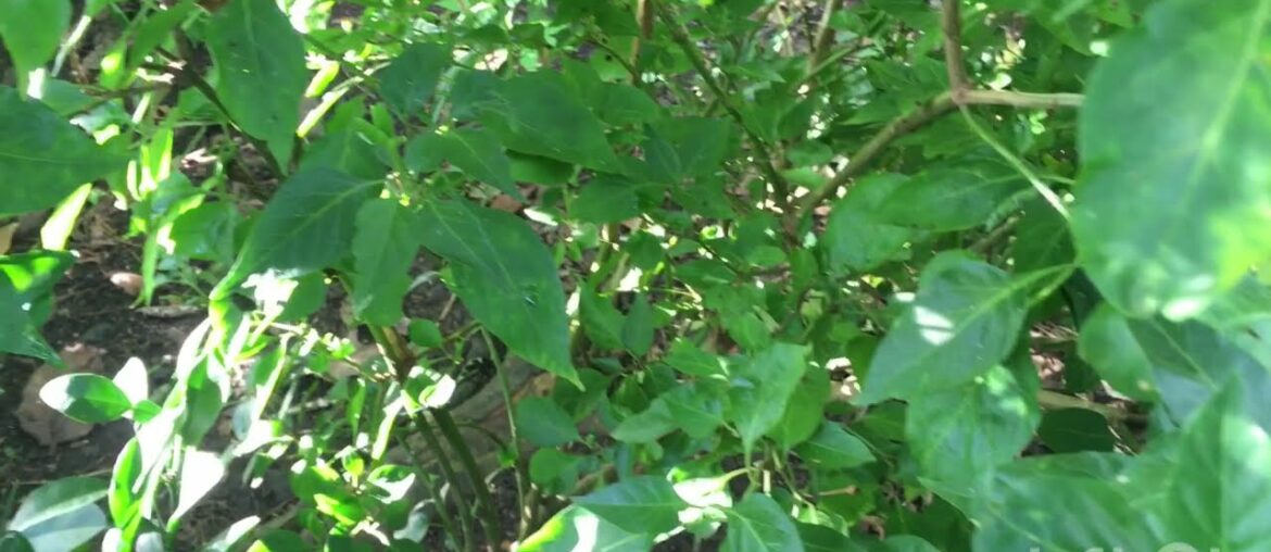 Picking A Few Chili Peppers | Health Benefits Of Chili Pepper