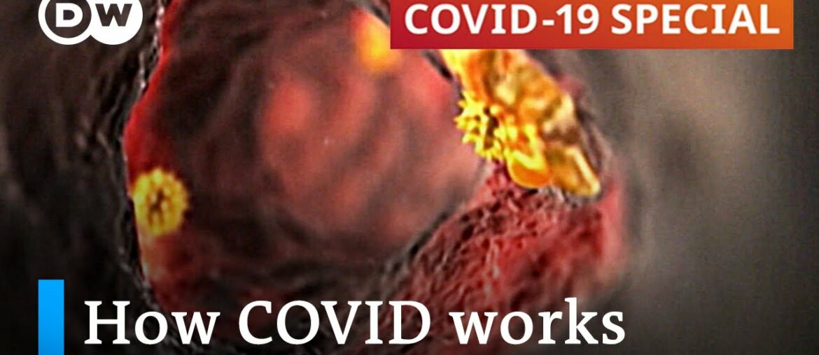 How does coronavirus attack your body? | COVID-19 Special