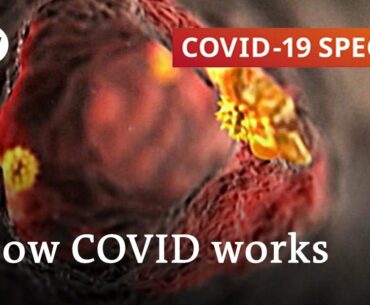 How does coronavirus attack your body? | COVID-19 Special