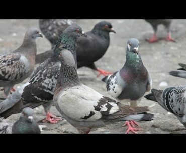 Meri Chhat ke Kabootar aur New Sexy Party Wear Shoes