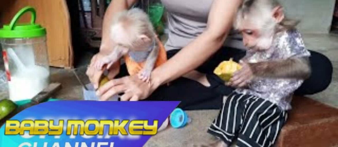 Vitamin C supplement for Monkey Sy and Ye #MonkeyLife #MonkeyBaby #MonkeyCute