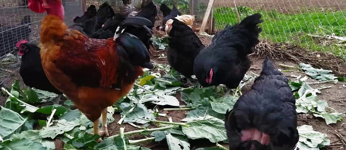 Cabbage (vitamin C - K - B6) - Natural chicken feed / Natural  vitamins -Australorps - Naked neck