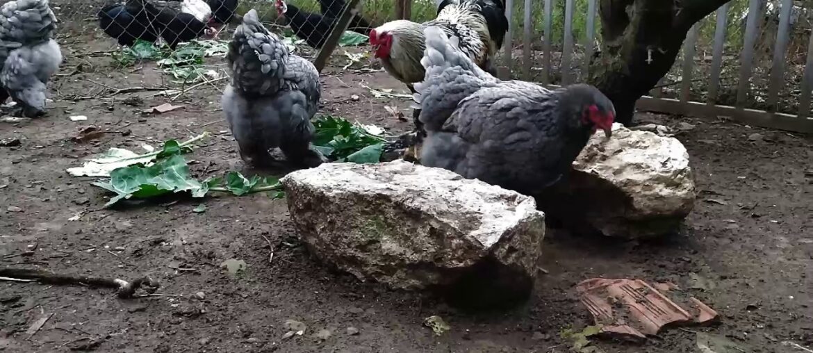Brahma chickens -  Cabbage (vitamin C - K - B6) - Natural chicken feed / Natural vitamins / aGRokota