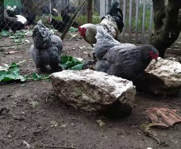 Brahma chickens -  Cabbage (vitamin C - K - B6) - Natural chicken feed / Natural vitamins / aGRokota