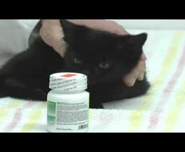 Cat Vitamin Supplements