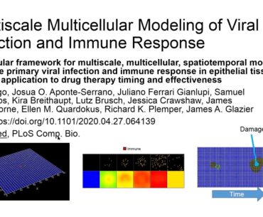 COVID-19 Infection, Immune Response, and Drug Therapy through Multiscale, Multicellular Simulation