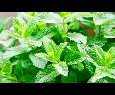 5 Amazing Health Benefits Of Spearmint