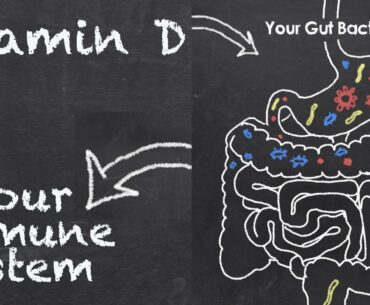 Vitamin D, Gut Bacteria & Your Immune System