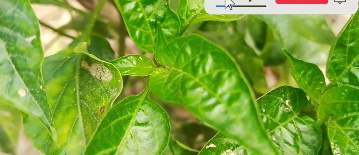 Beautiful moric gach and upokarita Vitamin C