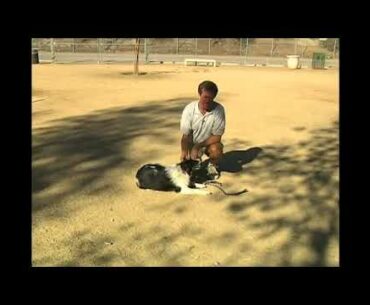 Vitamins & Minerals for Your Dog