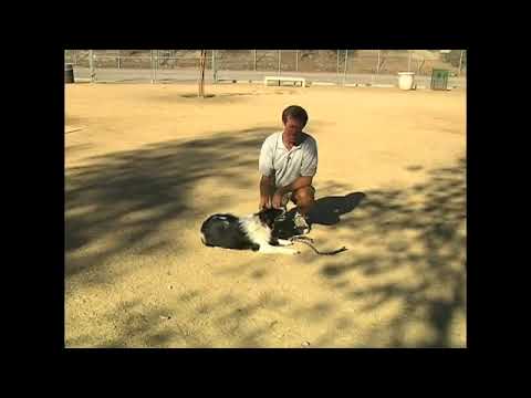 Vitamins & Minerals for Your Dog