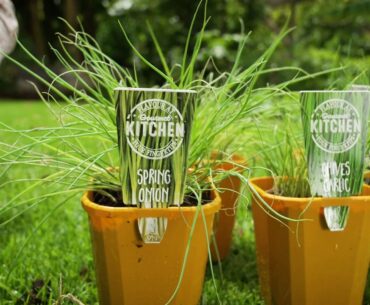 The Garden Gurus - Boosting Your Immune System Onion