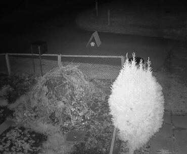 2020 12 08   Coronavirus Pussy's fear of the real new president in the White House