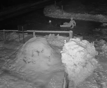 2020 12 11   Coronavirus Purge, Belgian style