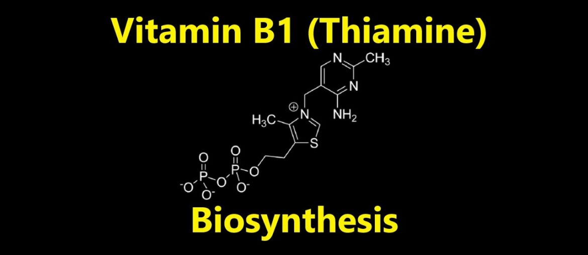 Nutrition 20 | Water Soluble Vitamins 2 - Thiamine (Vitamin B1) Biosynthesis