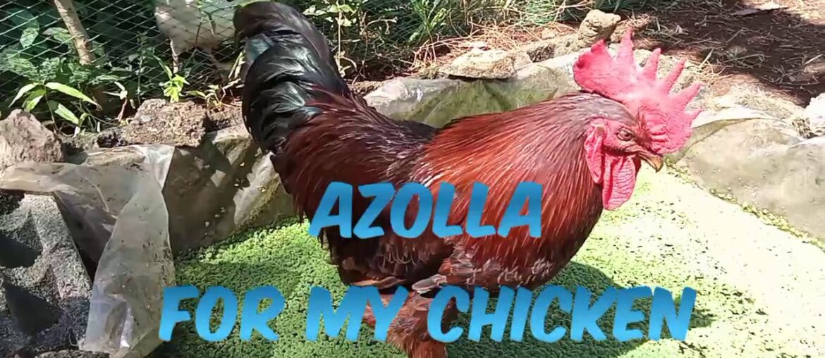Azolla as Feed Supplement to Chicken