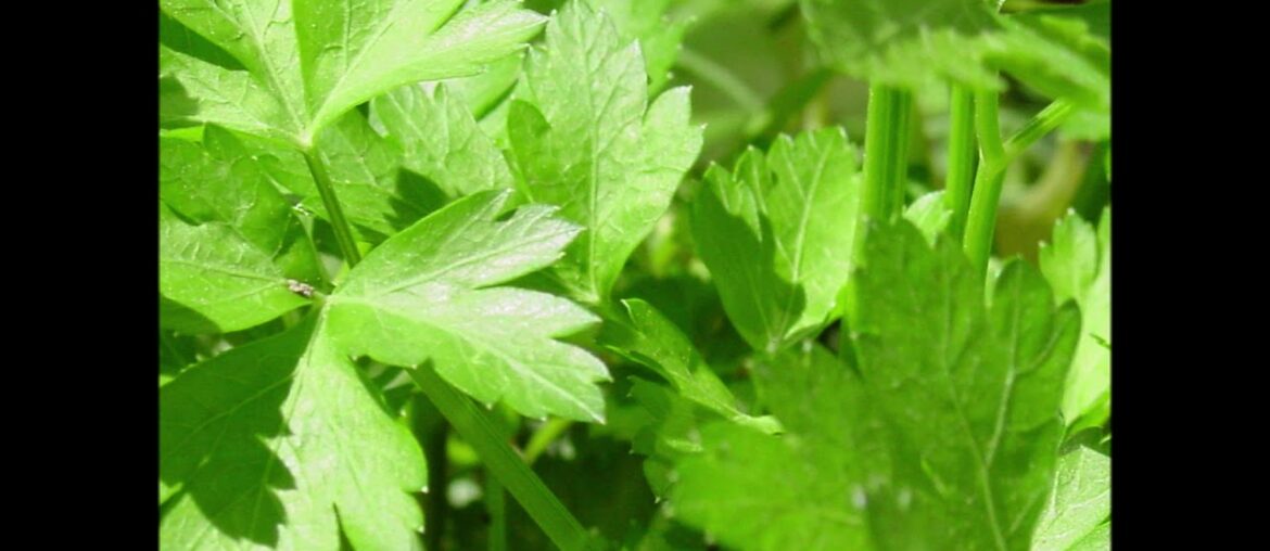 Parsley for Antioxidant, Healthy Heart, Vitamin A, C, K and More
