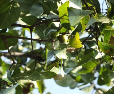 Haritaki Fruit (Terminalia chebula) for Vitamin C, Anti inflammatory, Healthy Digestion