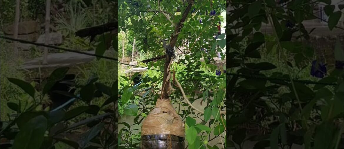 Calamansi fruiting ,5 months old 5 ft. & 7 ft. tall in Container - Air layering method/macotting.