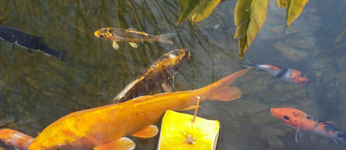 Kois eating their vitamins (oranges)