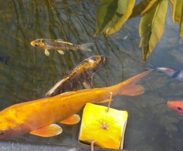 Kois eating their vitamins (oranges)