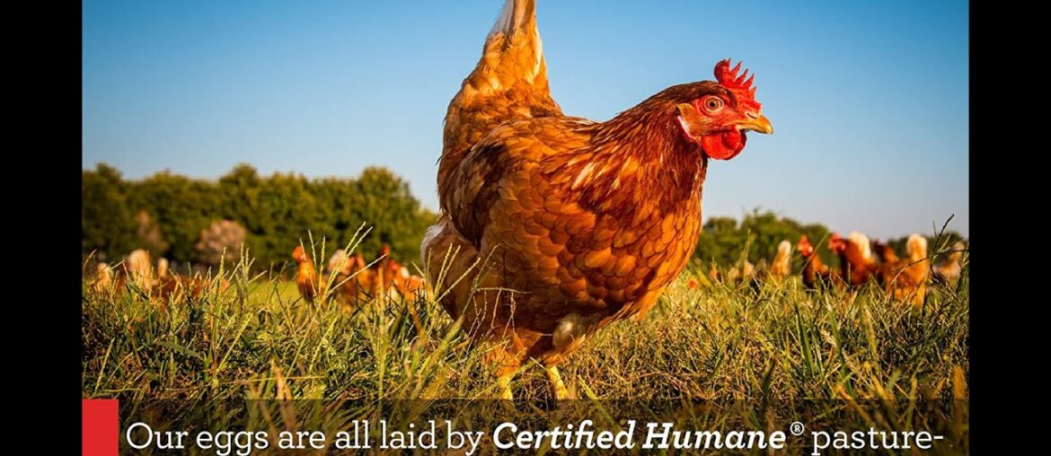 Vital Farms Organic Pasture-Raised Large Eggs 12ct