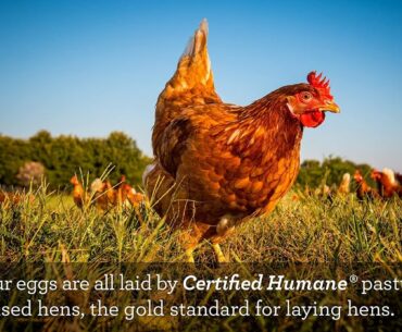 Vital Farms Organic Pasture-Raised Large Eggs 12ct