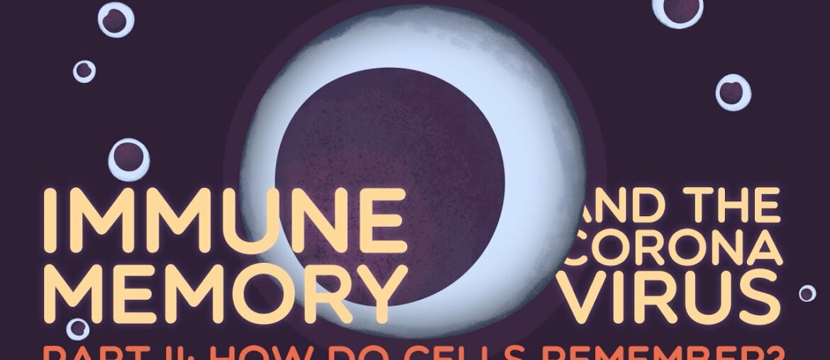 Immune Memory and the Coronavirus Part II: How do cells remember?