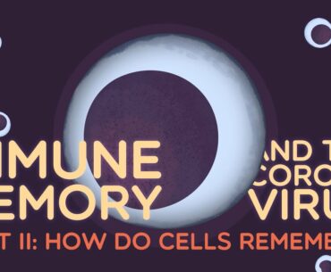 Immune Memory and the Coronavirus Part II: How do cells remember?