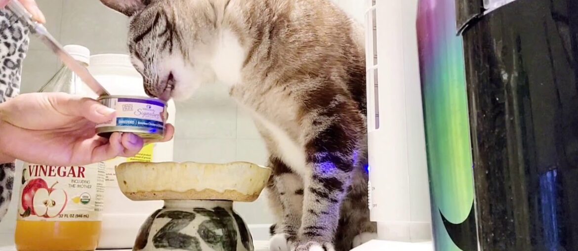 Wellness CORE Signature Selects Natural Grain Free Shredded Chicken & Chicken Liver Wet Cat Food