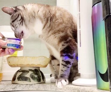 Wellness CORE Signature Selects Natural Grain Free Shredded Chicken & Chicken Liver Wet Cat Food