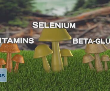 Why You Should Eat More Mushrooms and a Recipe for Mushroom Bolognese!