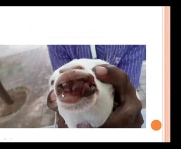 Vitamin deficiency in neonatal calves