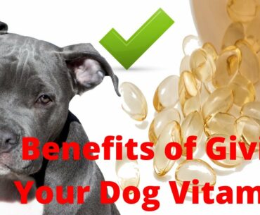 Top Benefits of Giving Your Dog Vitamins Supplements 2021