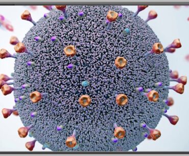 COVID-19 immunity can last at least for 8 months: Study