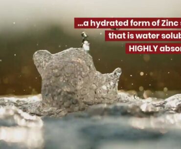 Why is Zinc important for Immunity