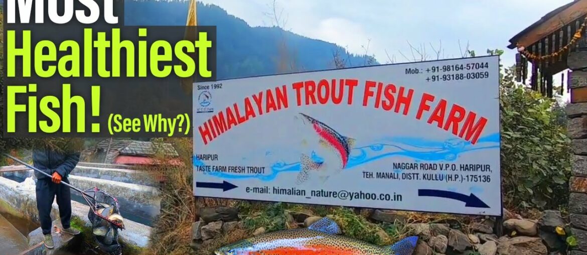 MOST HEALTHIEST FISH! See Why? | Fish Farm #fish#bestfish#healthiest#nutrition