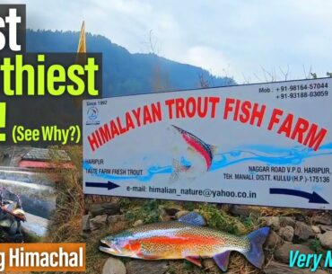 MOST HEALTHIEST FISH! See Why? | Fish Farm #fish#bestfish#healthiest#nutrition