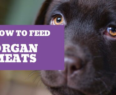 Organ meats - Real Dog Food On A Budget