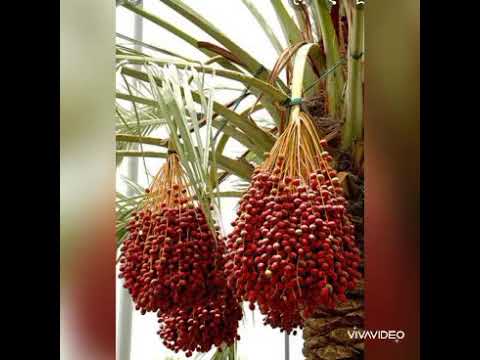 ENTENDE (dates) ZIWONYA ETAMIIRO!!