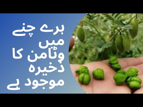 Green gram is a vitamin-rich food and is rich in vitamins A and C in particular|urdu