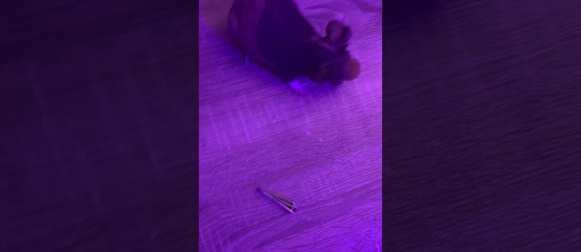 Ratticade eat vitamin thing