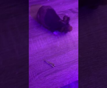 Ratticade eat vitamin thing