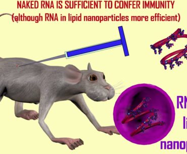 potential roles of dendritic cells in coronavirus vaccine
