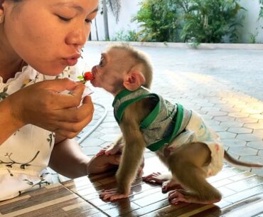 Soooo Cute & Lovable!! Mom Feed Monkey Floyd A High Vitamin Strawberry Fruit
